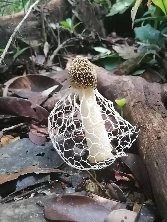 Palmayacu - Refugio Amazonico Leticia Zewnętrze zdjęcie