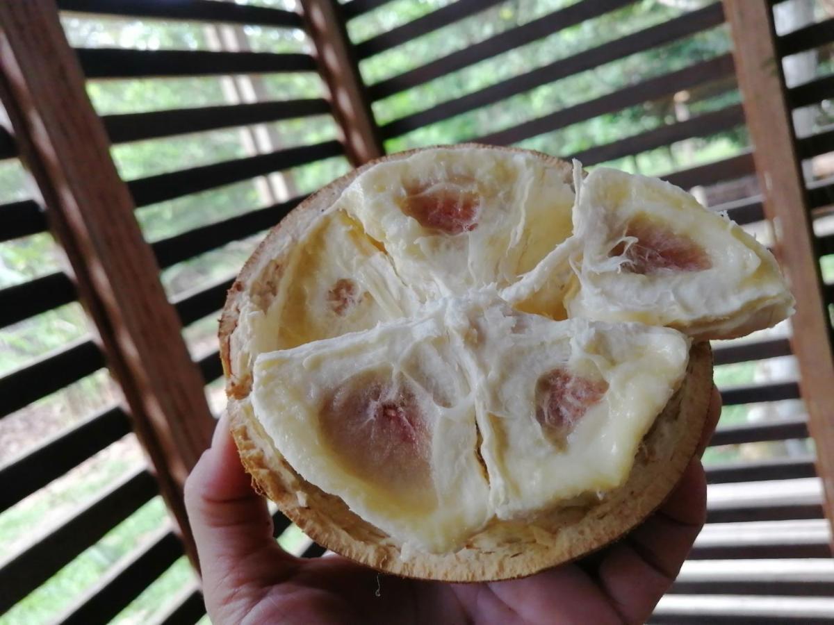 Palmayacu - Refugio Amazonico Leticia Zewnętrze zdjęcie