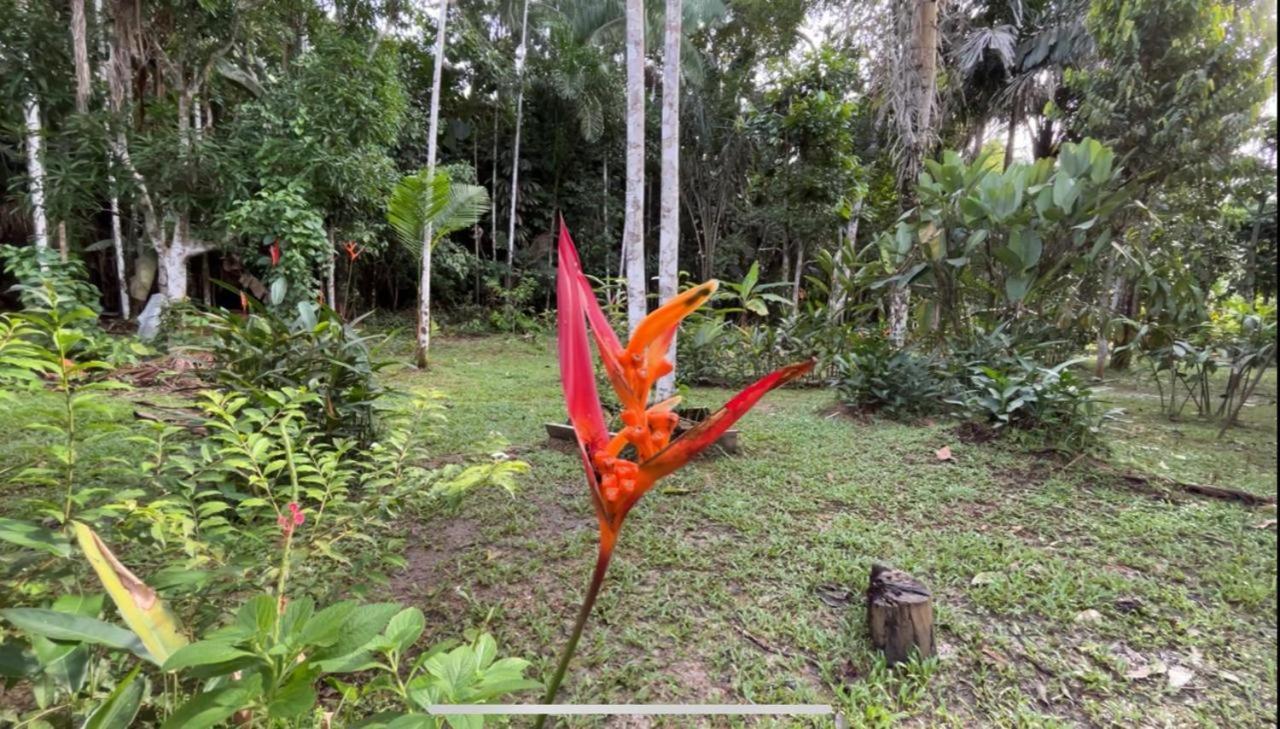 Palmayacu - Refugio Amazonico Leticia Zewnętrze zdjęcie